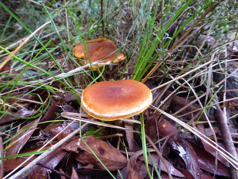 Image of Gymnopilus allantopus (Berk.) Pegler 1965