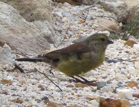 Image of Cape Siskin