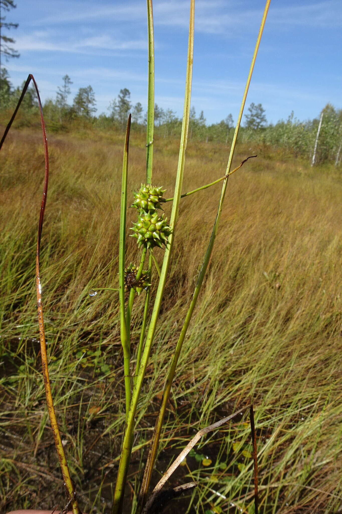 Image de Sparganium subglobosum Morong