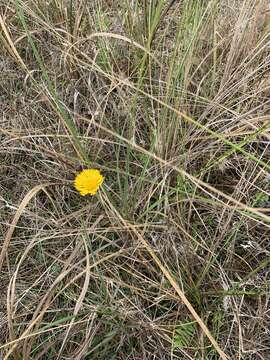 Image of southeastern sneezeweed