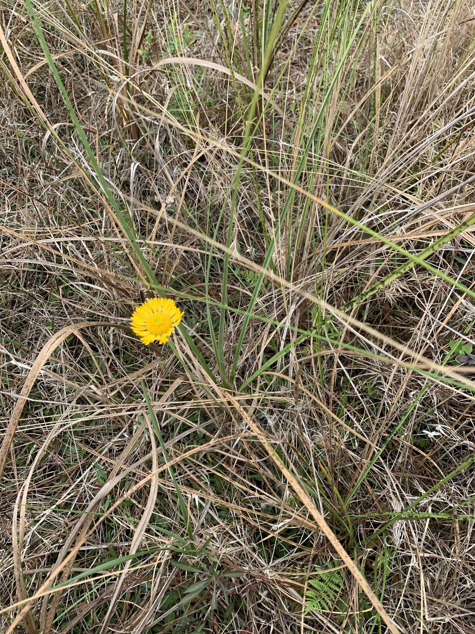 Image of southeastern sneezeweed