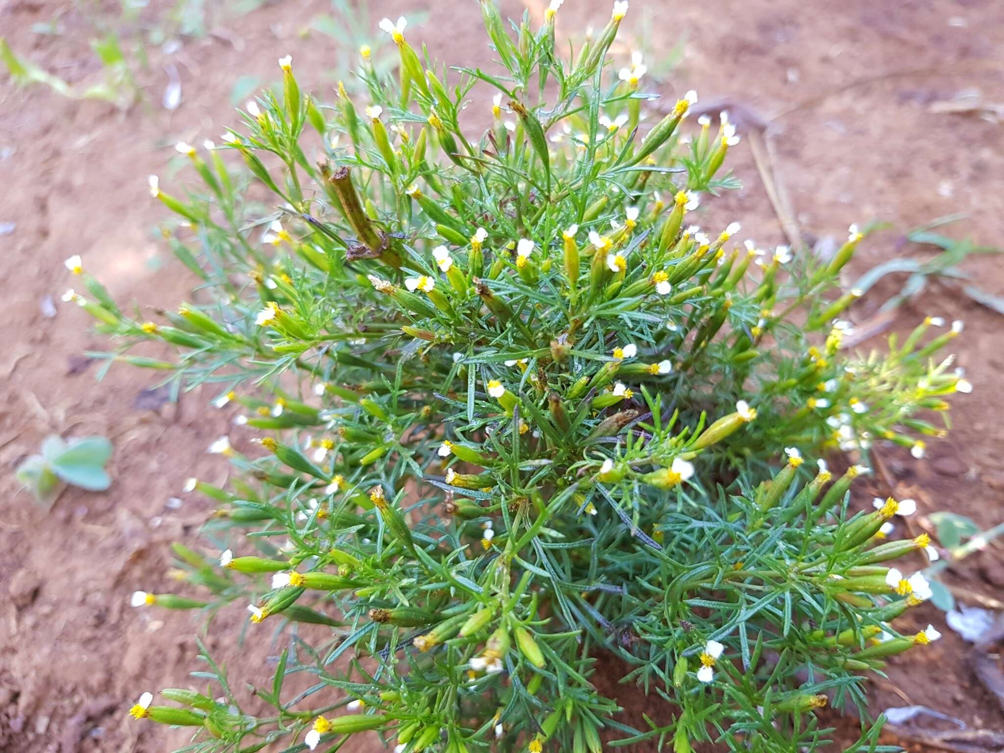 Tagetes filifolia Lag. resmi