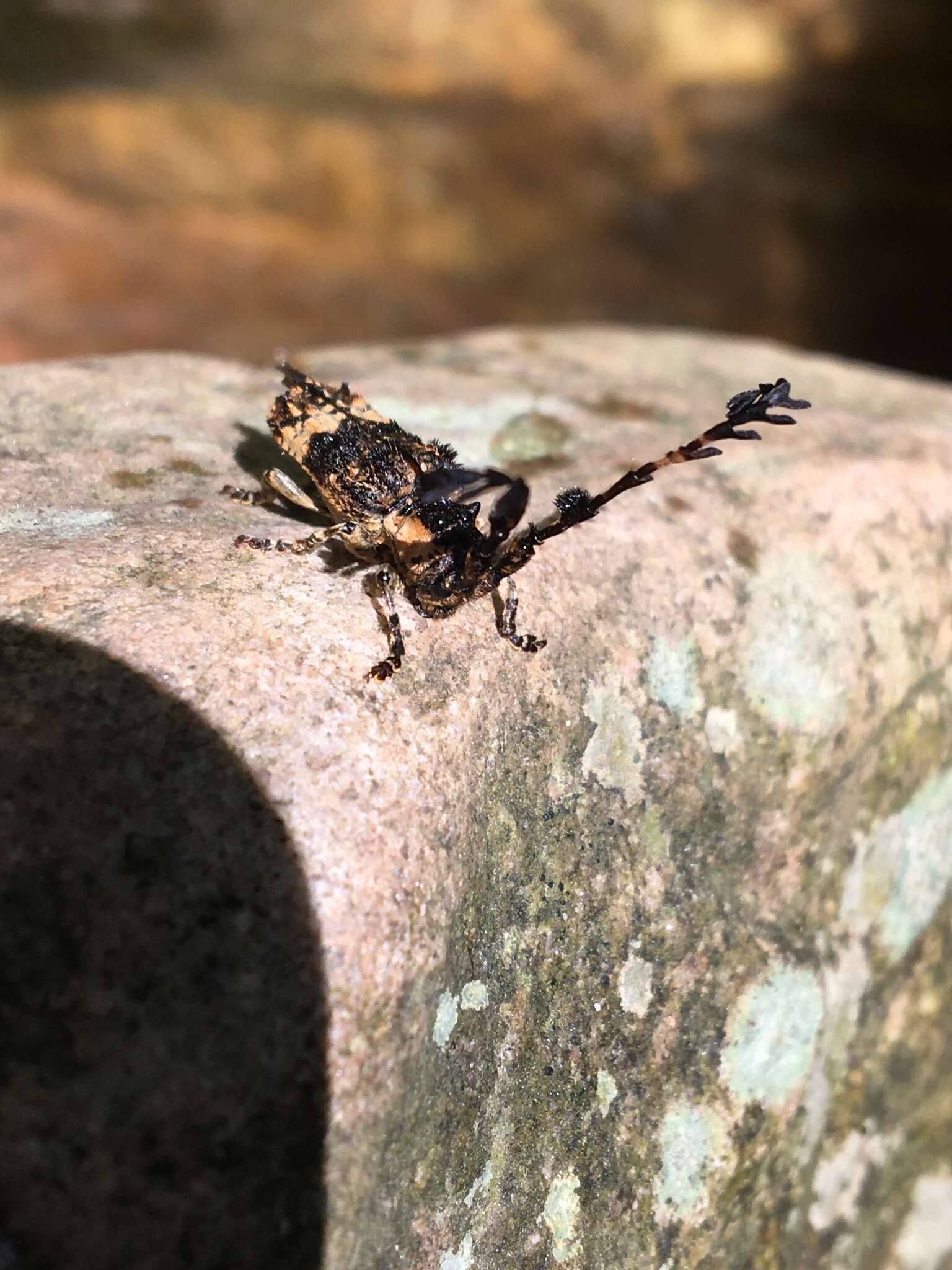 Image of Cloniocerus kraussii White 1855