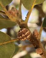 Image of Mirabilis Kermes