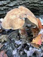 Polyporus radicatus Schwein. 1832 resmi