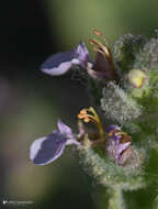 Imagem de Teucrium scordium subsp. scordioides (Schreb.) Arcang.