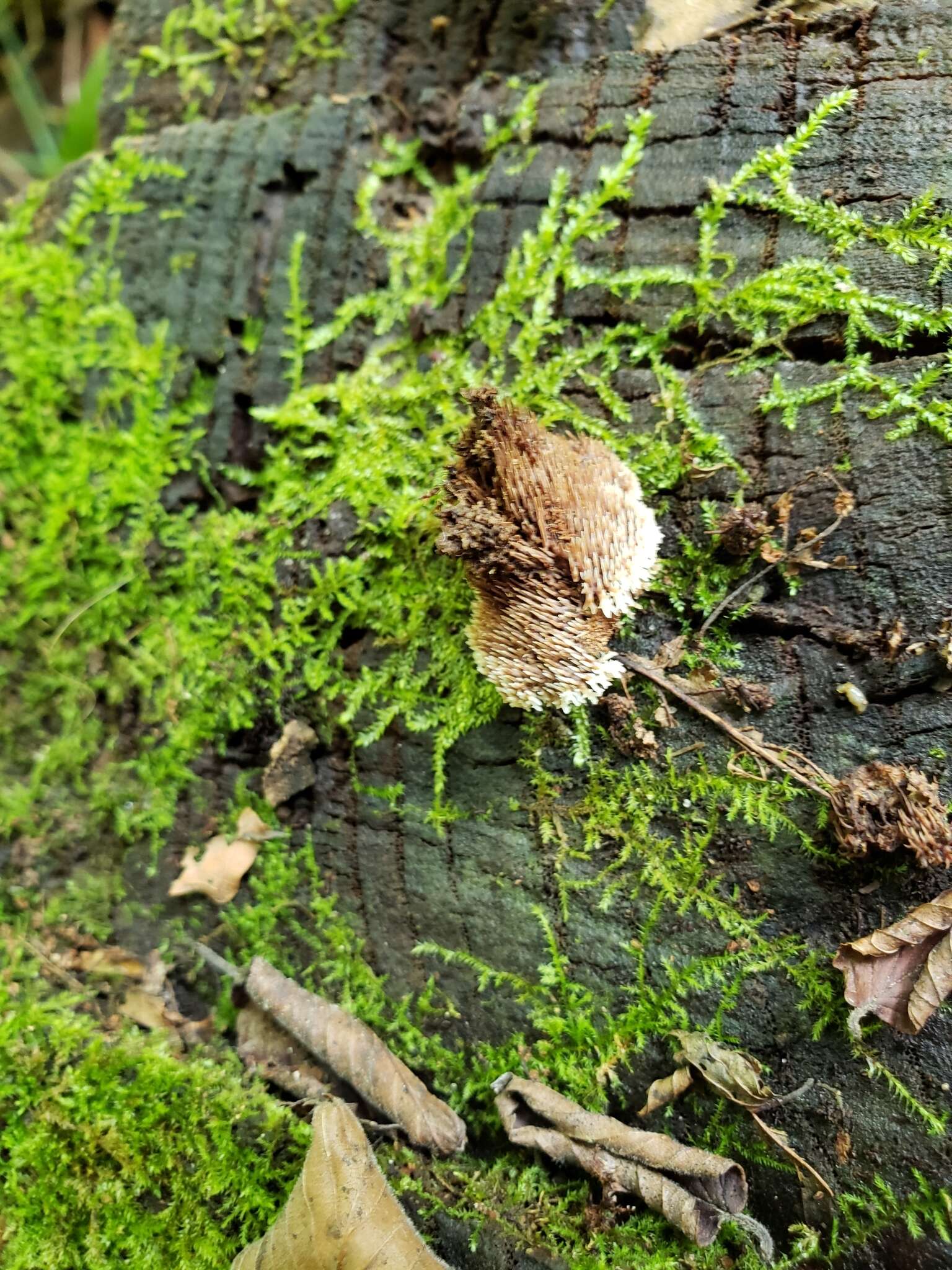 Gloiodon strigosus (Sw.) P. Karst. 1879的圖片