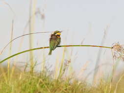 Image of Blue-breasted Bee-eater