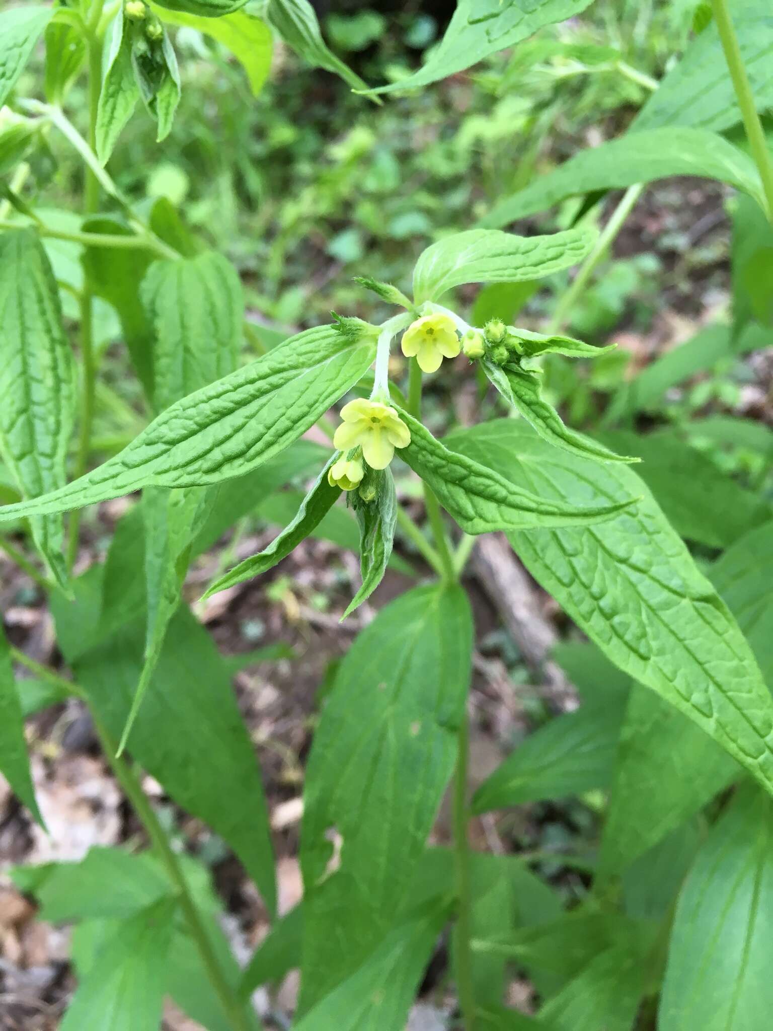 Image of American stoneseed