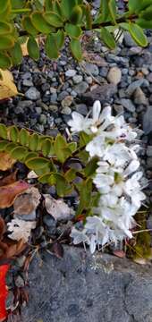 Image of Veronica decumbens Armstr.