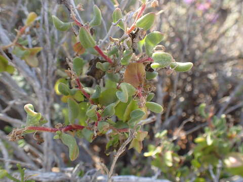 Image of Tetragonia sarcophylla Fenzl