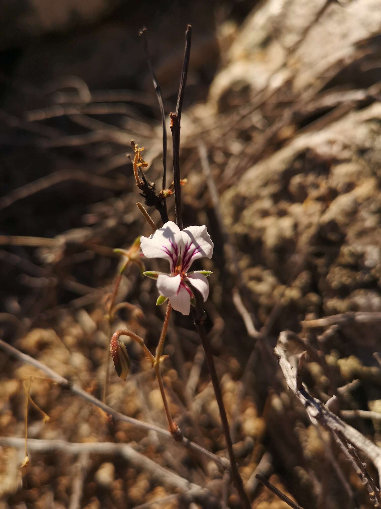 Image of Pelargonium antidysentericum (Eckl. & Zeyh.) Kostel.