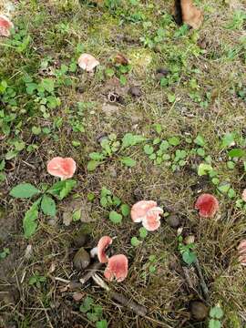 Image of Russula rubellipes Fatto 1998