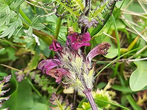 Image of Pedicularis crassirostris Bunge