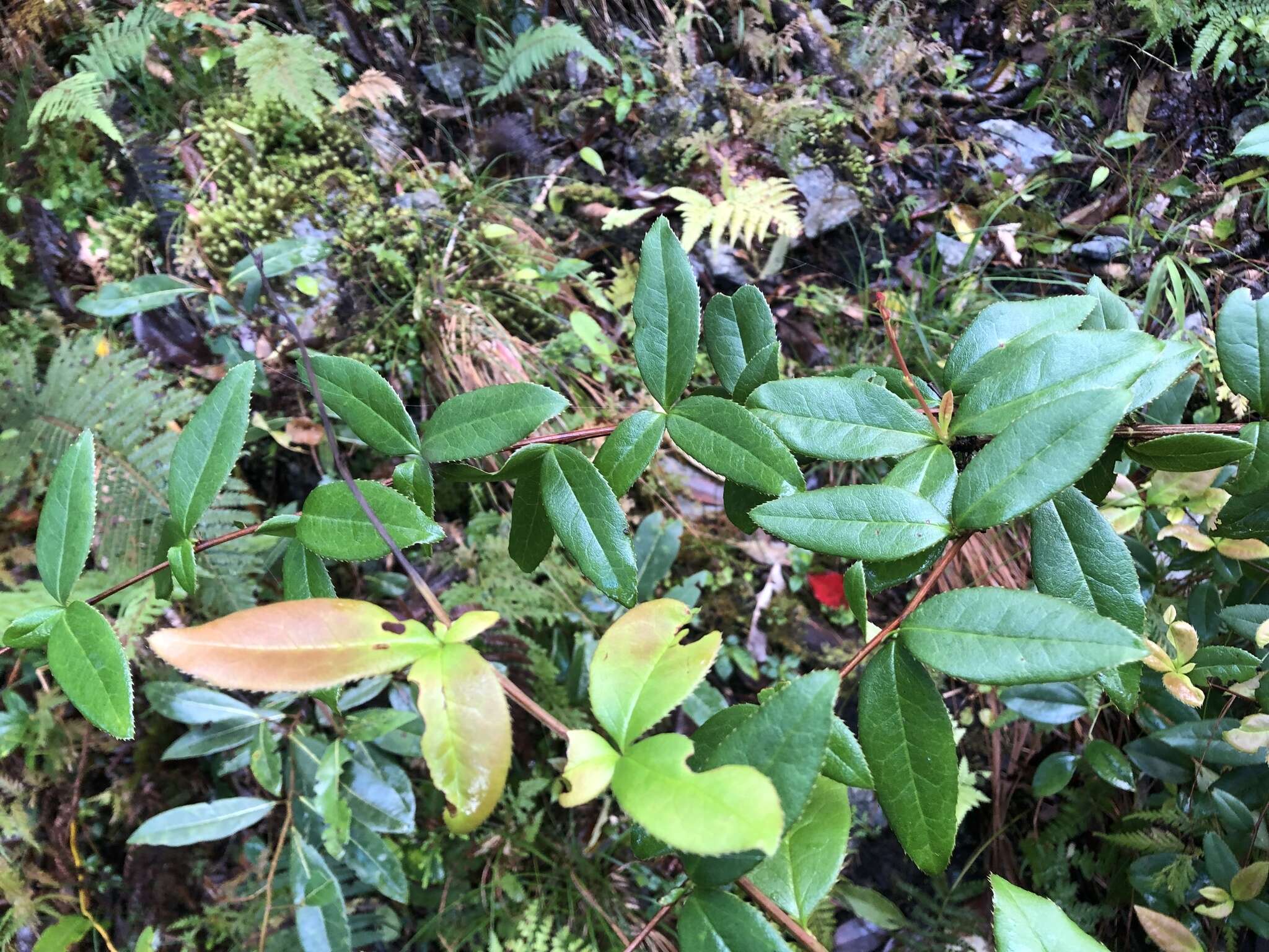 Image of Berberis schaaliae C. C. Yu & K. F. Chung