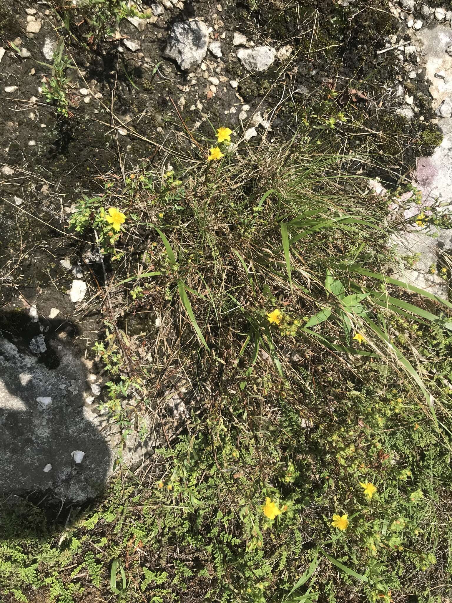 Image of straggling St. Johnswort