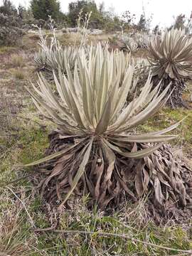 Image de Espeletia grandiflora Humb. & Bonpl.