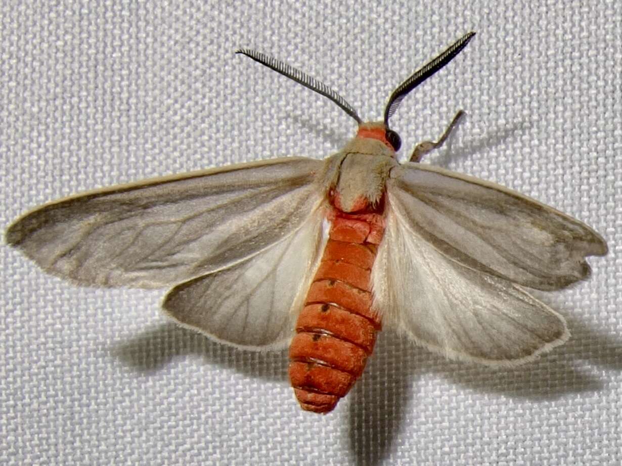 Image of Mousey Tiger Moth