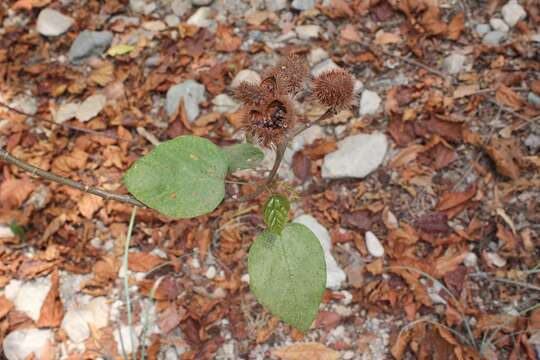 Image of Achiote