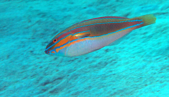 Image of Blue-ribbon wrasse