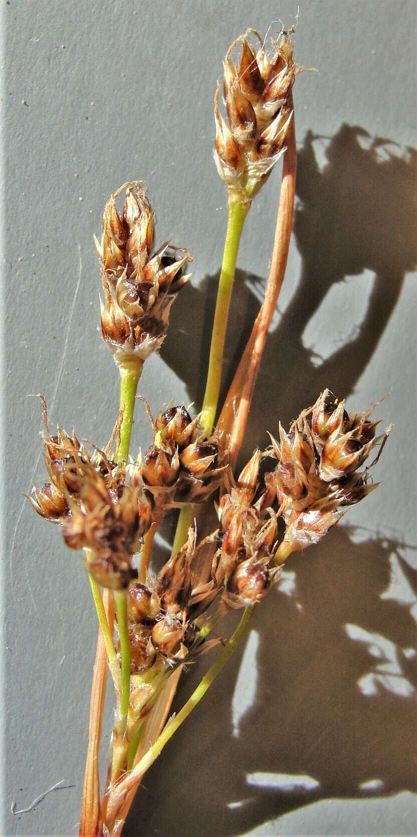 Imagem de Luzula cascadensis Zika