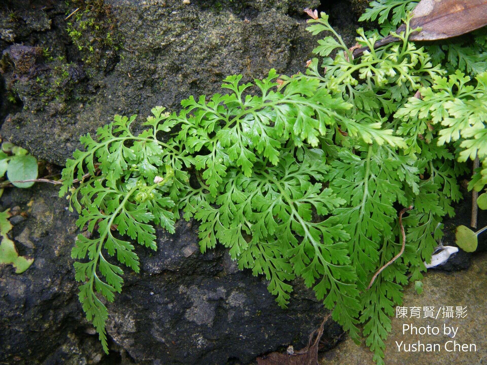 Image de Odontosoria biflora (Kaulf.) C. Chr.