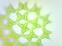 Image of Pediastrum duplex