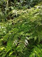 Image of Woolly Tree Fern