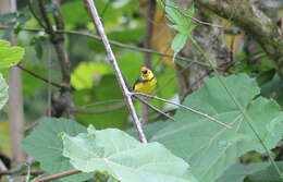 Image of Collared Whitestart