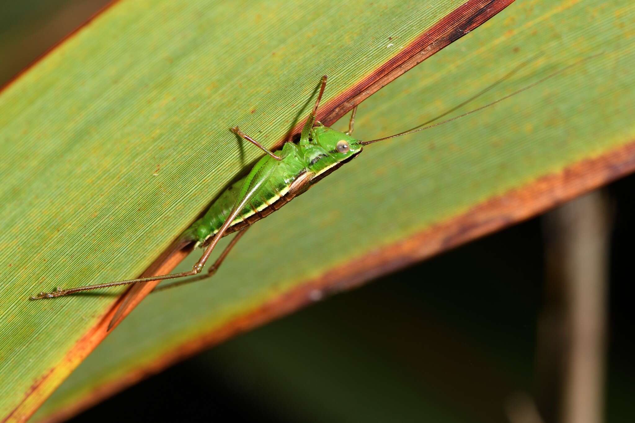 Image of Conocephalus (Anisoptera) bilineatus (Erichson 1842)