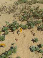 Image of Oenothera drummondii subsp. thalassaphila (Brandegee) W. Dietrich & W. L. Wagner