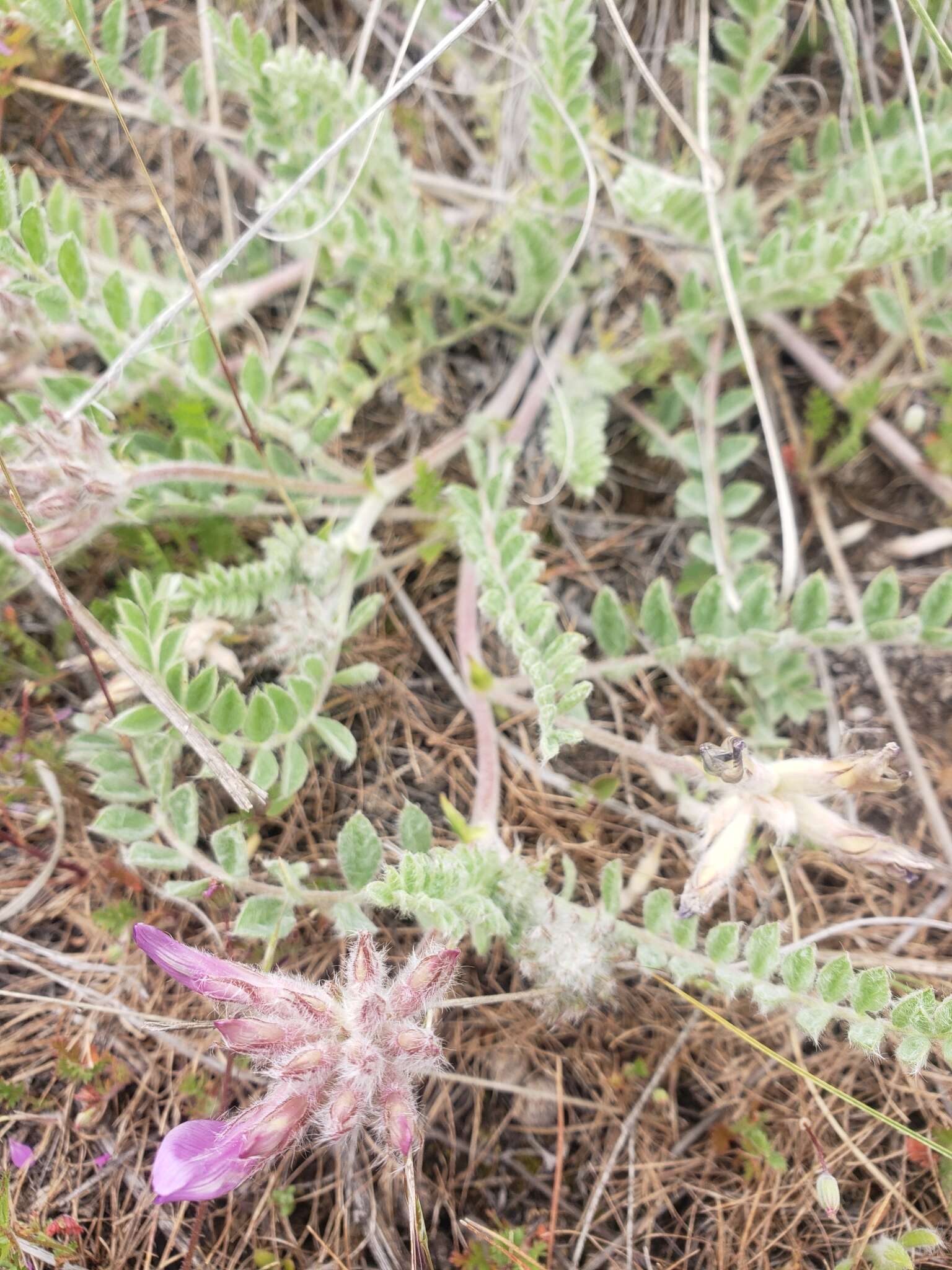 Image of bent milkvetch