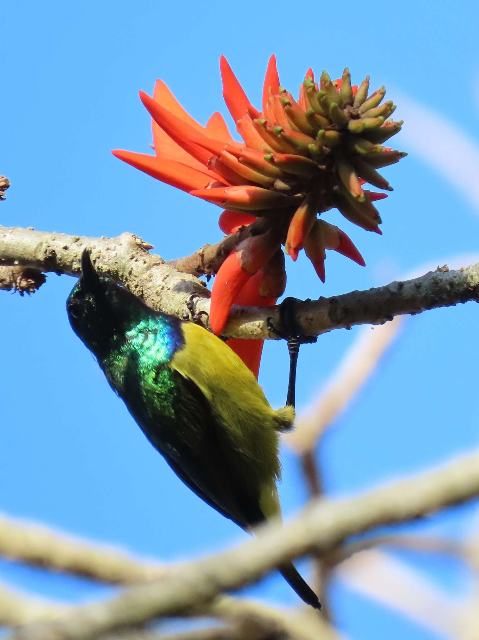 Image of Common Coral tree