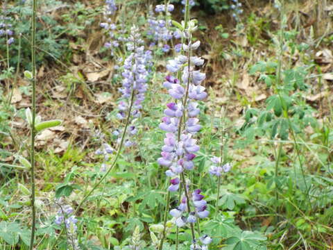 Image of <i>Lupinus caballoanus</i>