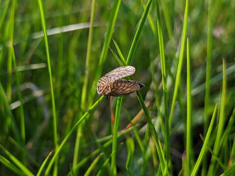 Image of Alderfly