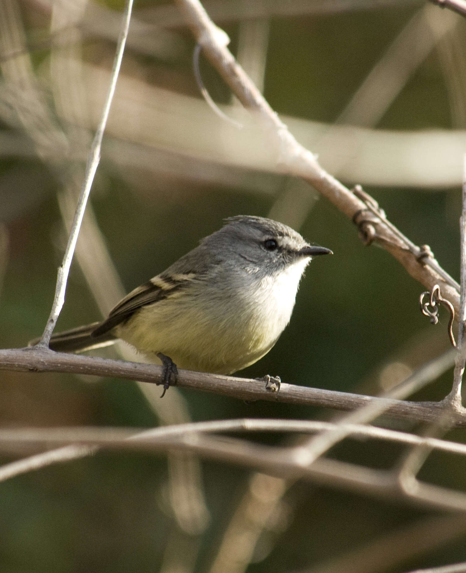 Image of White-crested Tyrannulet