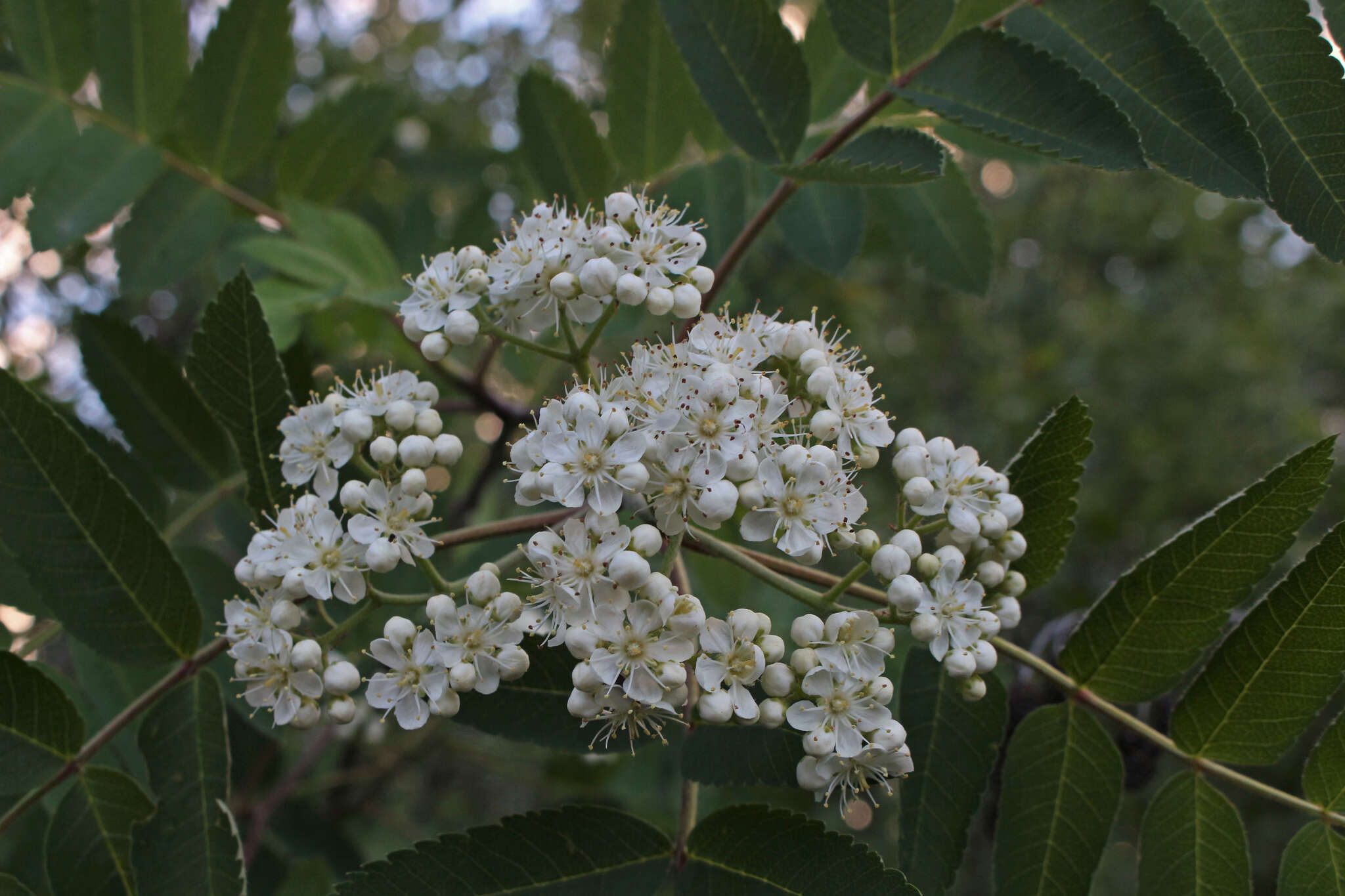 Image of northern mountain ash