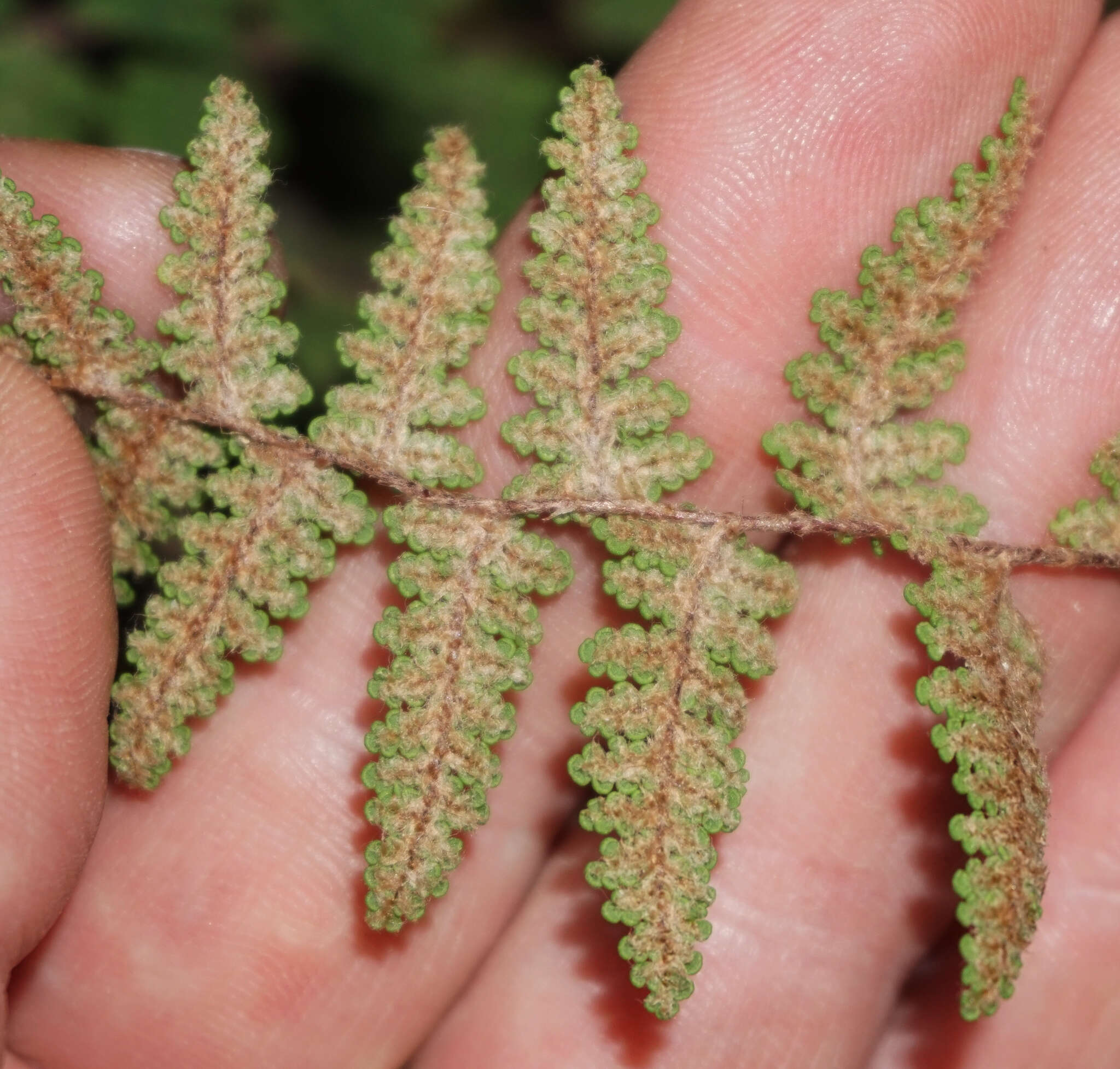 Image of beaded lipfern