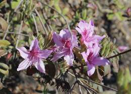 Plancia ëd Rhododendron macrosepalum Maxim.