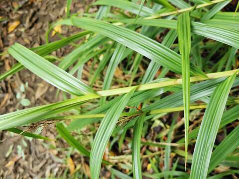 Image of Scleria sieberi Nees