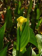 Image of bandanna of the Everglades