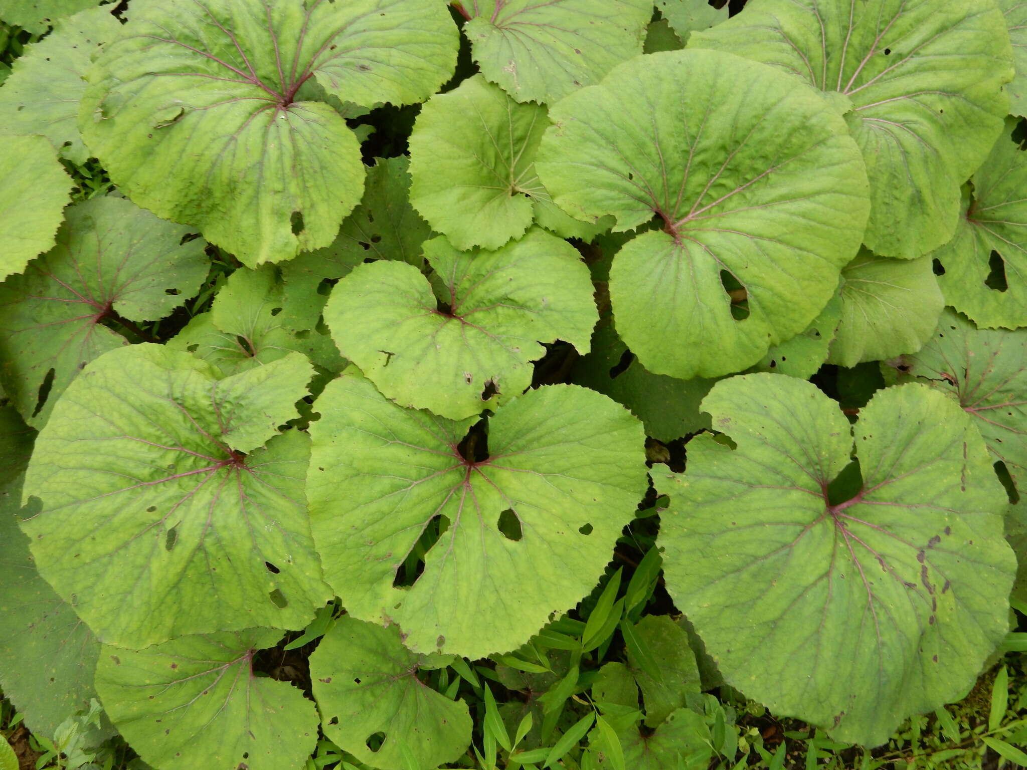 Image of Petasites formosanus Kitam.