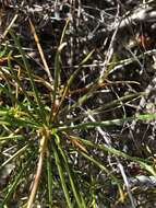 Image de Stylidium inversiflorum Carlq.