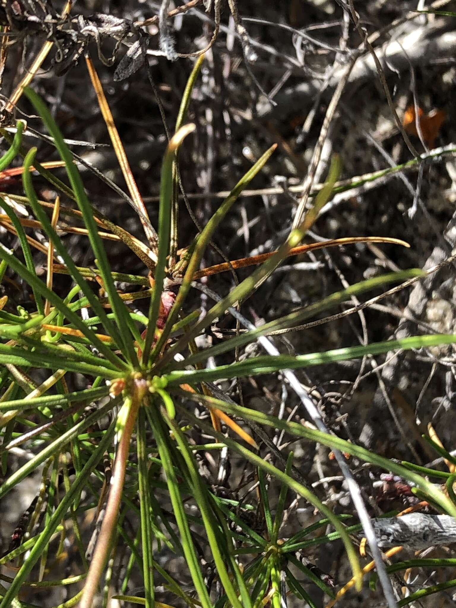 Image de Stylidium inversiflorum Carlq.