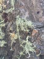 Image of Beard lichen