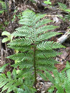 Image of Diploblechnum fraseri (A. Cunn.) De Vol