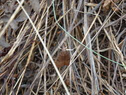 Image of Genista Broom Moth