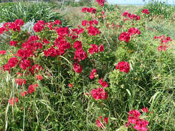 Imagem de Pelargonium domesticum Bailey