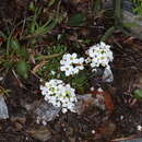 Image of Hornungia alpina subsp. brevicaulis (Spreng.) O. Appel