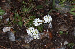 Imagem de Hornungia alpina subsp. brevicaulis (Spreng.) O. Appel